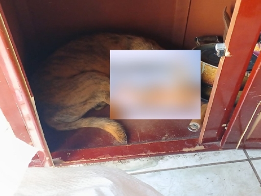 Cadela abandonada é resgatada e tutor multado em R$ 3 mil 