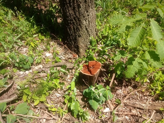 Polícia Ambiental flagra corte de árvores em Floreal