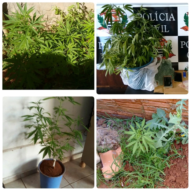 DISE PRENDE 2 MULHERES COM DROGAS E PÉS DE MACONHA