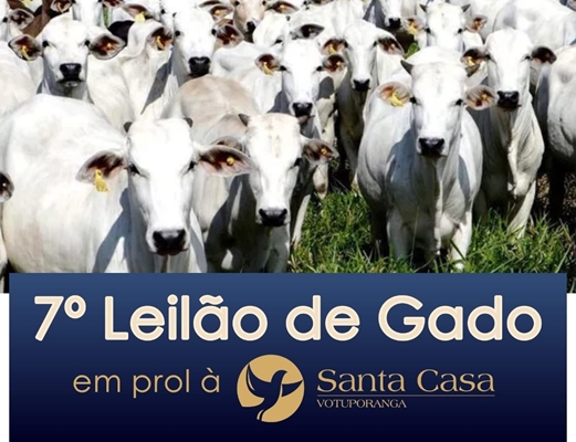 Leilão de gado da Santa Casa será 28/11
