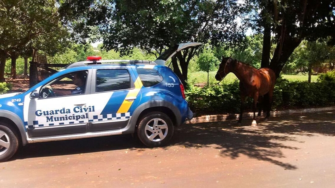CAVALO ARRASTA E QUASE MATA GAROTO DE 12 ANOS ENROSCADO PELO PÉ