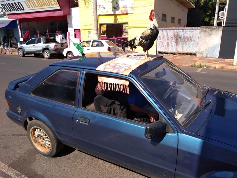 O HOMEM DO GALO NO CARRO