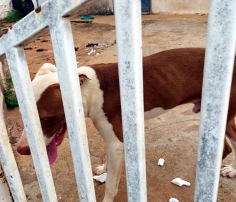 Moradora viaja e deixa cachorro sem cuidados