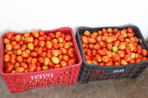 Santa Casa recebe doações de tomates e leite para pacientes 