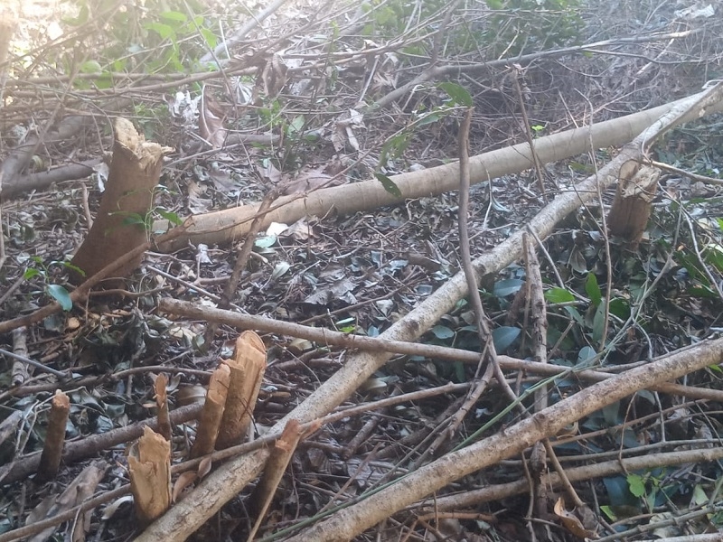 Flagrante no município de Palmeira D´Oeste