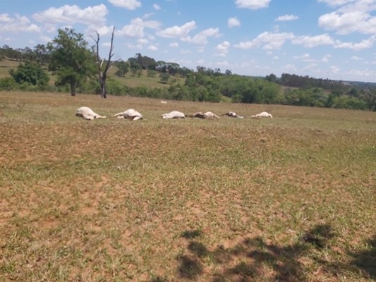 Morte de gado por choque elétrico será indenizada
