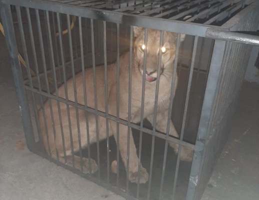 Onça invade casa em Votuporanga