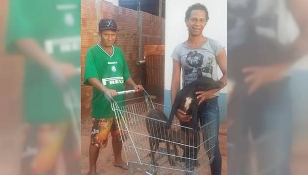 Casal de Votuporanga volta a pé de Rio Preto para trazer cachorros