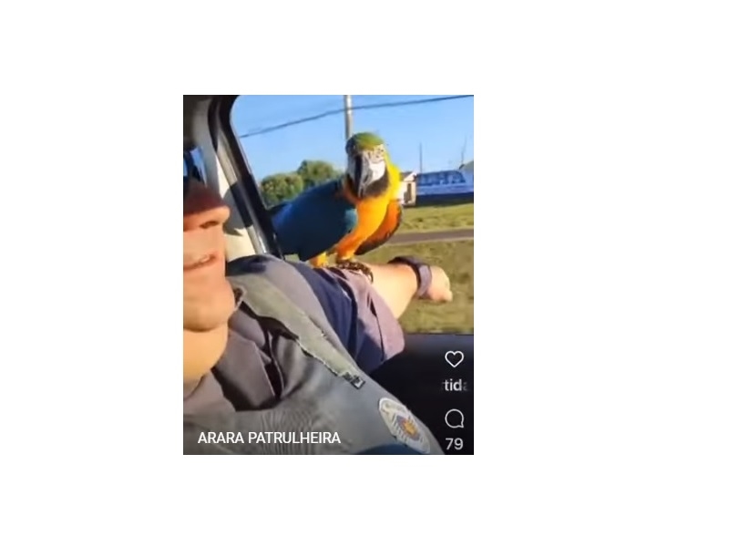 Arara pega carona em viatura da Polícia Ambiental