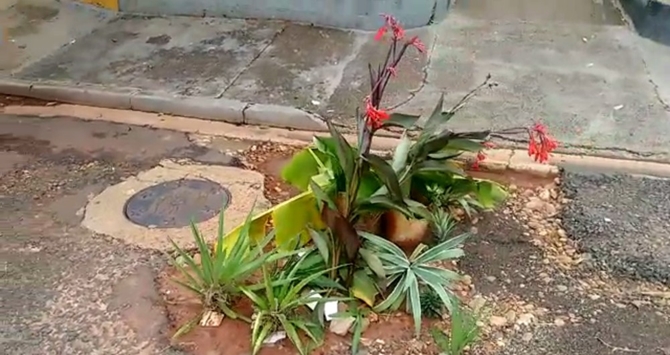 MORADORES DE ILHA SOLTEIRA PLANTAM FLORES NO ASFALTO