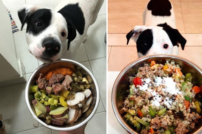 Comidas saudáveis pra cachorro