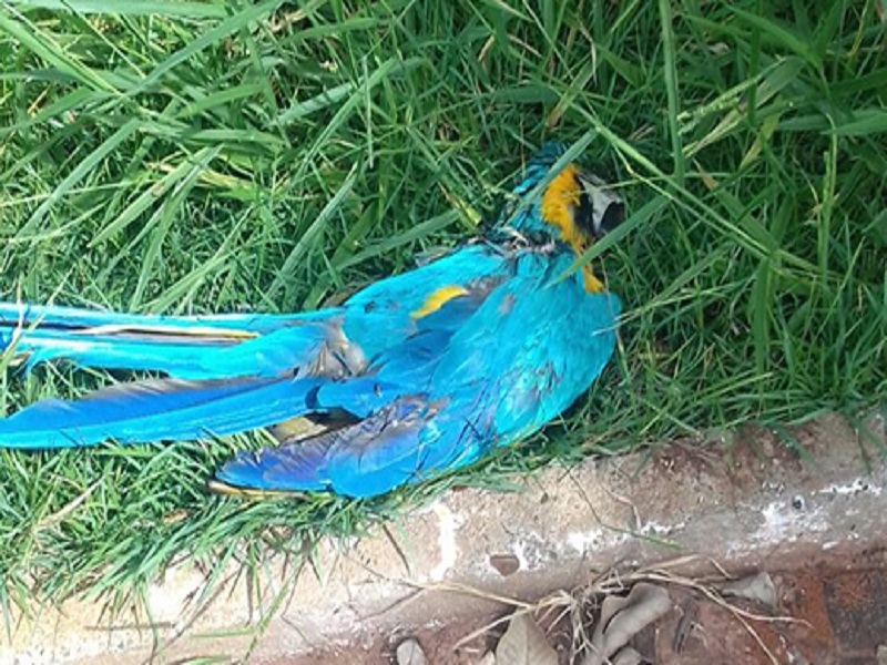 Arara azul é encontrada morta em Ilha Solteira