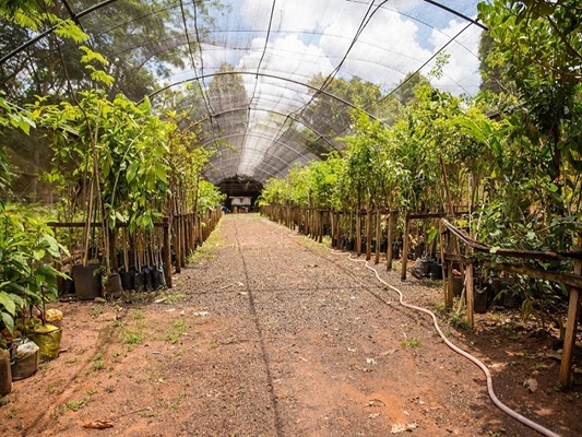 Disque Árvore completa 6 anos com a plantação de 2 mil mudas