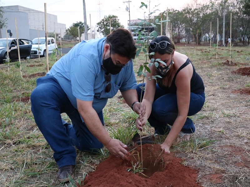 Plantio de árvores em reserva