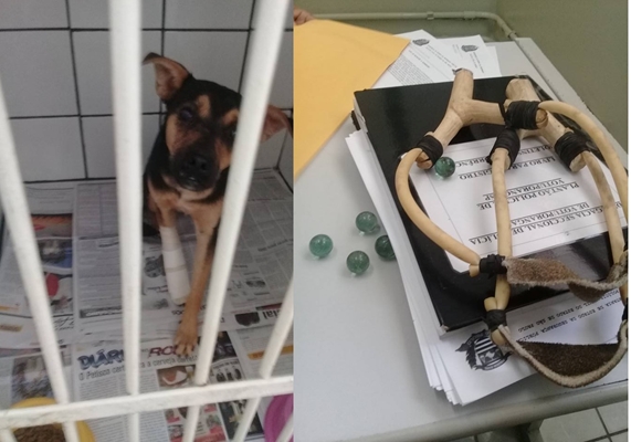 Cadelinha vítima da tortura deve passar por cirurgia