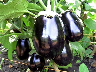 PRODUTOR DOA 130 KG DE LEGUME PRA SANTA CASA