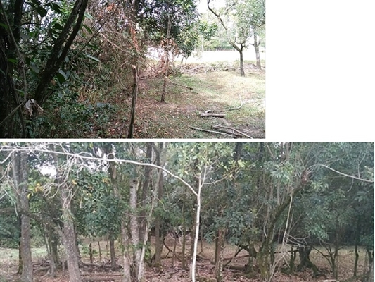 Polícia Ambiental multa dona de área em Nhandeara
