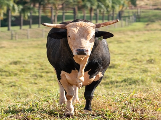 Acesso Negado confirmado na 2ª edição do Votu International Rodeo