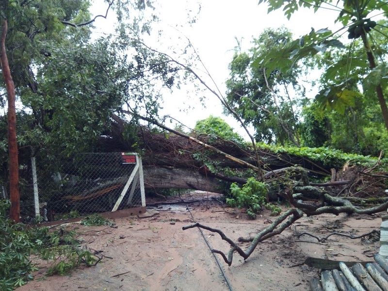 DUAS ÁRVORES CAEM SOBRE CASA EM ÁLVARES FLORENCE