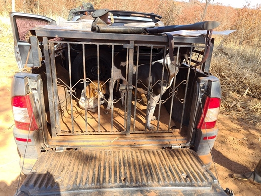 Caçadores estavam com cães para a caça de javali