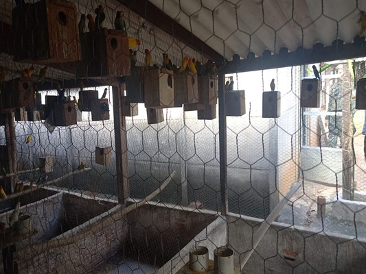 Criador é multado em R$ 133 mil por manter 655 aves exóticas 
