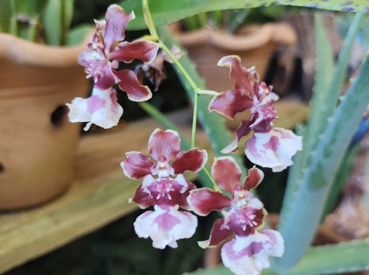 Orquídea da espécie 'chocolate'