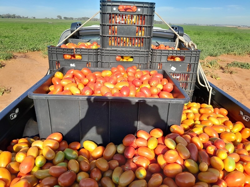 Santa Casa recebe doação de tomates