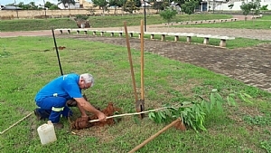 SAEV AMBIENTAL PLANTA ÁRVORES EM PRAÇAS