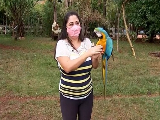 Arara vive solta e é xodó em cidade da região