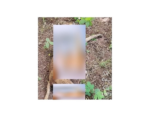 Reprodução rede social