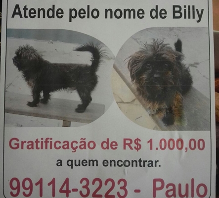 CADÊ O BILLY: DONO OFERECE RECOMPENSA DE R$ 1 MIL POR CACHORRINHO