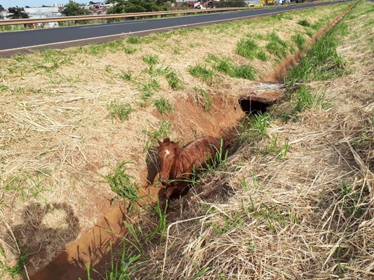 COLISÃO DEIXA CAVALO COM PATAS FRATURADAS