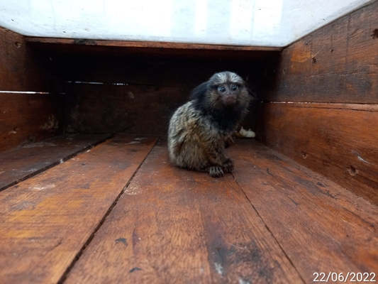 Ambiental apreende sagui e jabuti e multa morador 