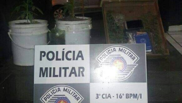 Polícia Militar acha pé de maconha gigante no centro de Votuporanga