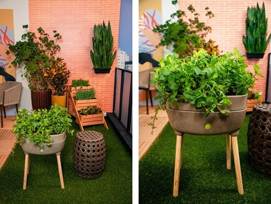 Horta autoirrigável é solução para o cultivo domiciliar